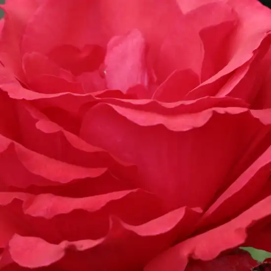 Comanda trandafiri online - Roșu - trandafir teahibrid - trandafir cu parfum intens - Rosa Amica - Febo Giuseppe Cazzaniga - ,-